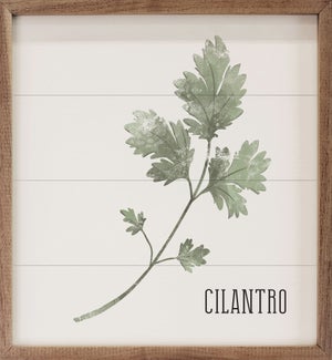 Cilantro White